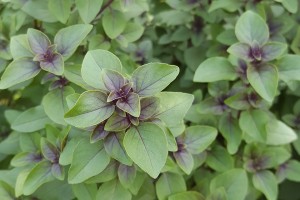 plants-that-keep-away-mosquitoes
